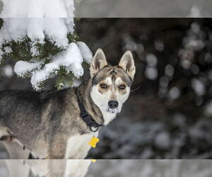 - Mix Dogs for adoption in Sandy, UT, USA