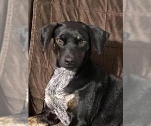 Dachshund-Unknown Mix Dogs for adoption in Royse City, TX, USA