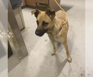 German Shepherd Dog-Unknown Mix Dogs for adoption in Modesto, CA, USA