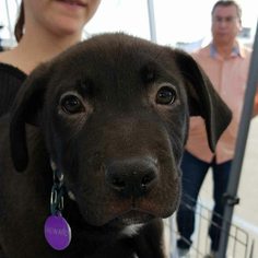 Medium Photo #1 German Shepherd Dog Puppy For Sale in Mission Viejo, CA, USA