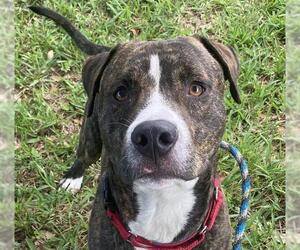 American Bulldog-Unknown Mix Dogs for adoption in Fort Lauderdale, FL, USA