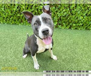 American Staffordshire Terrier Dogs for adoption in West Palm Beach, FL, USA