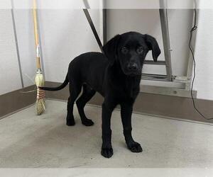 Labrador Retriever-Unknown Mix Dogs for adoption in McKinleyville, CA, USA