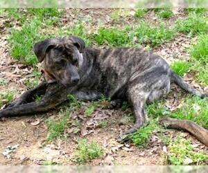 Plott Hound-Unknown Mix Dogs for adoption in Cary, NC, USA