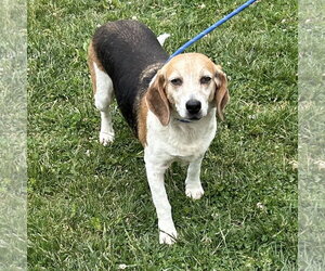 Beagle Dogs for adoption in Batavia, OH, USA