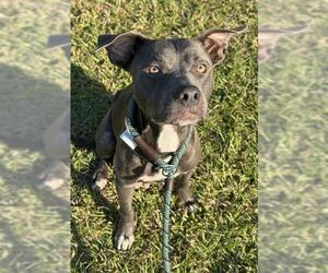 American Staffordshire Terrier Dogs for adoption in Fort Lauderdale, FL, USA