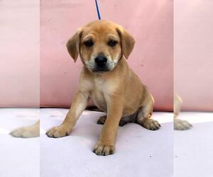Boxador Dogs for adoption in Palo Alto, CA, USA
