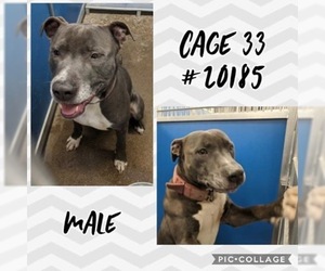 American Pit Bull Terrier-Unknown Mix Dogs for adoption in Greenville, TX, USA