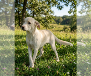 Labrador Retriever-Unknown Mix Dogs for adoption in Genesee, WI, USA