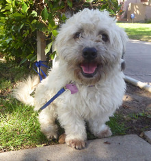 Havanese Dogs for adoption in Seattle, WA, USA