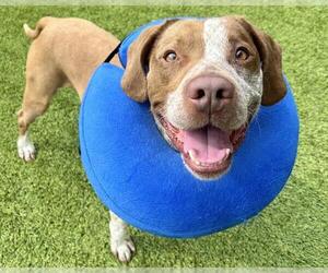 Mutt Dogs for adoption in Raleigh, NC, USA