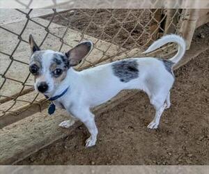 Chihuahua Dogs for adoption in Plano, TX, USA