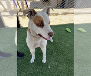American Pit Bull Terrier-Unknown Mix Dogs for adoption in HESPERIA, CA, USA