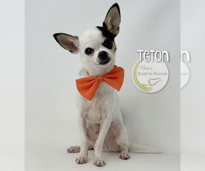 Chihuahua Dogs for adoption in Benton, LA, USA