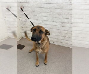 German Shepherd Dog Dogs for adoption in San Bernardino, CA, USA