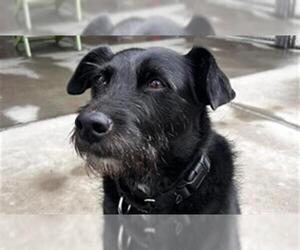 Mutt Dogs for adoption in Denver, CO, USA