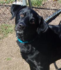 Labrador Retriever Dogs for adoption in Richmond, IN, USA