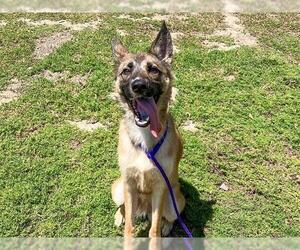 German Shepherd Dog Dogs for adoption in Orange, CA, USA