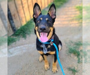 German Shepherd Dog Dogs for adoption in Long Beach, CA, USA