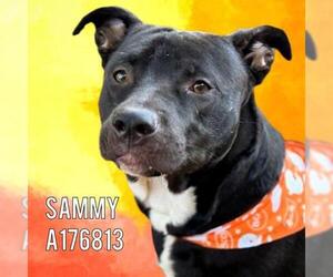 Mutt Dogs for adoption in Tulsa, OK, USA