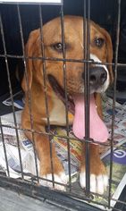 Beabull Dogs for adoption in Rockaway, NJ, USA