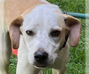 Mutt Dogs for adoption in Tarboro, NC, USA