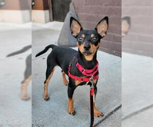 Miniature Pinscher Dogs for adoption in San Francisco, CA, USA