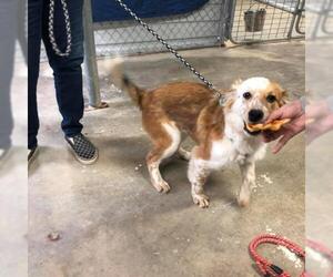 Border-Aussie Dogs for adoption in Stover, MO, USA