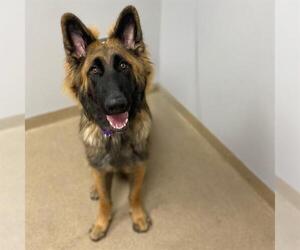 German Shepherd Dog Dogs for adoption in Aurora, CO, USA