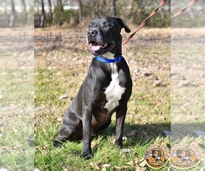 Boxador Dogs for adoption in Mt Vernon, IN, USA