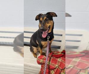 Bluetick Coonhound-German Shepherd Dog Mix Dogs for adoption in Westminster, MD, USA