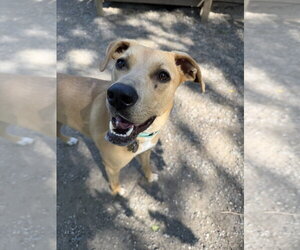 Labrador Retriever-Unknown Mix Dogs for adoption in Elmsford, NY, USA
