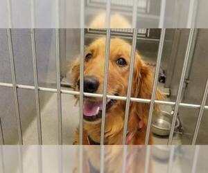 Golden Retriever Dogs for adoption in Rancho Cucamonga, CA, USA