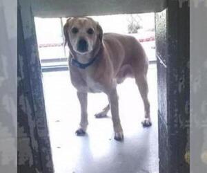 Beagle Dogs for adoption in Galax, VA, USA