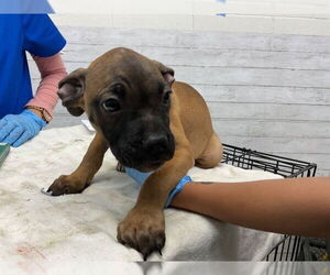 Boxer Dogs for adoption in San Bernardino, CA, USA