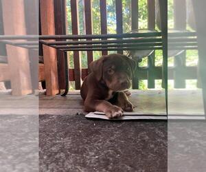 American Staffordshire Terrier-Unknown Mix Dogs for adoption in Santa Cruz, CA, USA