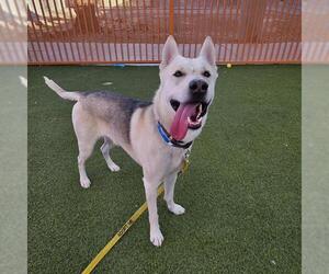 German Shepherd Dog-Unknown Mix Dogs for adoption in Las Vegas, NV, USA