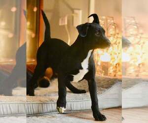 Mutt Dogs for adoption in Mechanicsburg, PA, USA