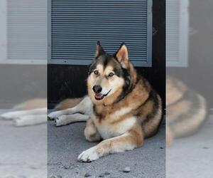 Alaskan Husky-Australian Shepherd Mix Dogs for adoption in Washougal, WA, USA