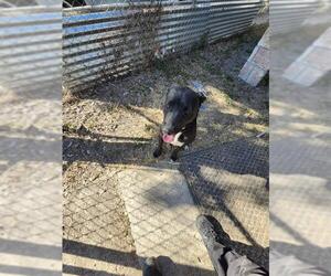 Labrador Retriever-Unknown Mix Dogs for adoption in San Antonio, TX, USA