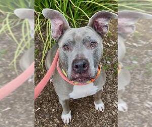 American Pit Bull Terrier Dogs for adoption in Sacramento, CA, USA