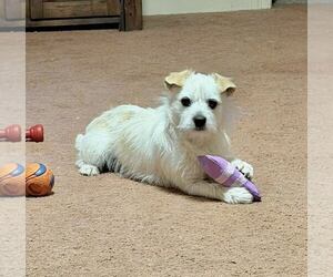 Mutt Dogs for adoption in Spring Lake, NC, USA