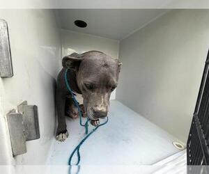 American Pit Bull Terrier Dogs for adoption in Houston, TX, USA