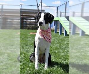 American Pit Bull Terrier Dogs for adoption in Bakersfield, CA, USA