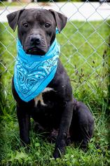 American Pit Bull Terrier Dogs for adoption in Danville, IN, USA
