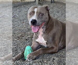 American Pit Bull Terrier Dogs for adoption in Woodland, CA, USA
