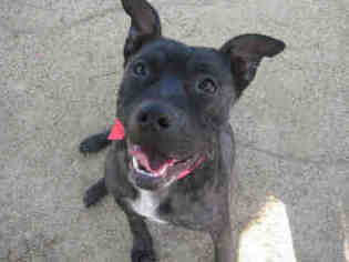 American Staffordshire Terrier-Unknown Mix Dogs for adoption in Morgan Hill, CA, USA