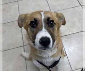 Border Collie-Unknown Mix Dogs for adoption in Pottstown, PA, USA