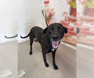 Labrador Retriever-Unknown Mix Dogs for adoption in San Bernardino, CA, USA
