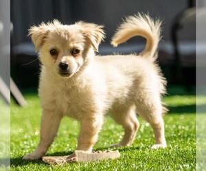 Ewokian Dogs for adoption in Marina Del Rey, CA, USA